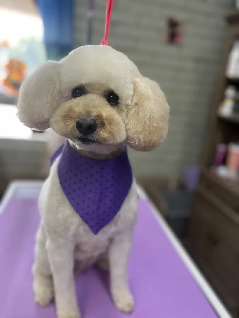 Safe Haven Dog Grooming - Cat grooming in Phoenix