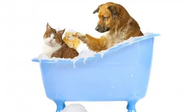 D'Tails Pet Grooming - Cat grooming in Augusta