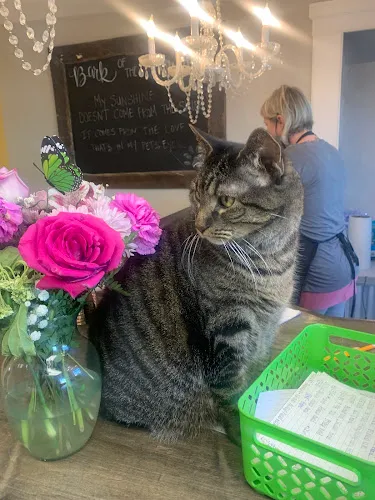 Bark of the Town Pet Grooming Salon - Cat grooming in York