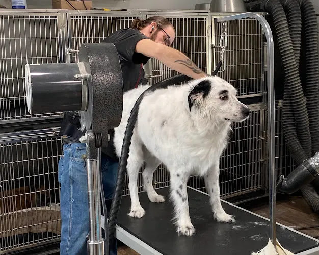 Mary's All Breed Grooming - Professional cat grooming in Niagara Falls, NY