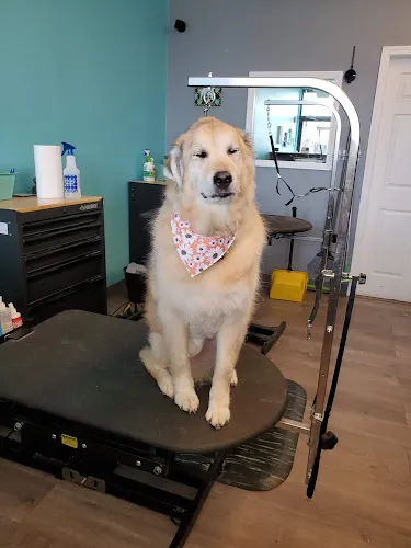 The Pawber Shop - Cat grooming in Elgin