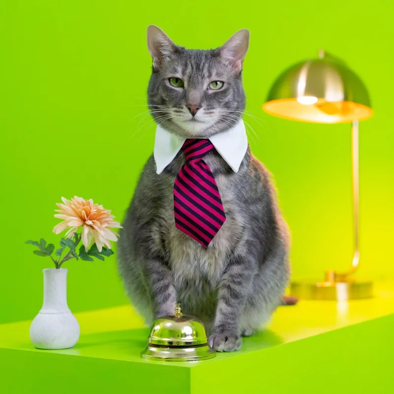 Chats de Thé - Cat grooming in Los Angeles