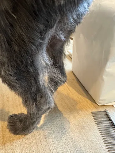 Woof Gang Bakery & Grooming Glen Rock - Cat grooming in Glen Rock