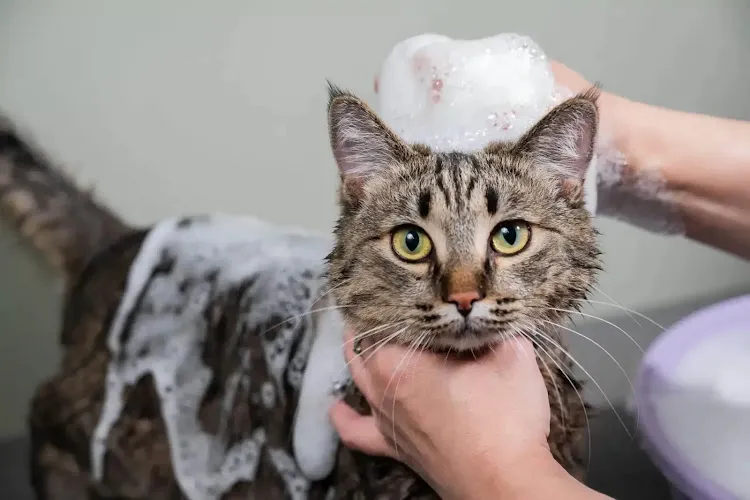 Absolutely Pawfect Pet Styling - Cat grooming in Orland Park