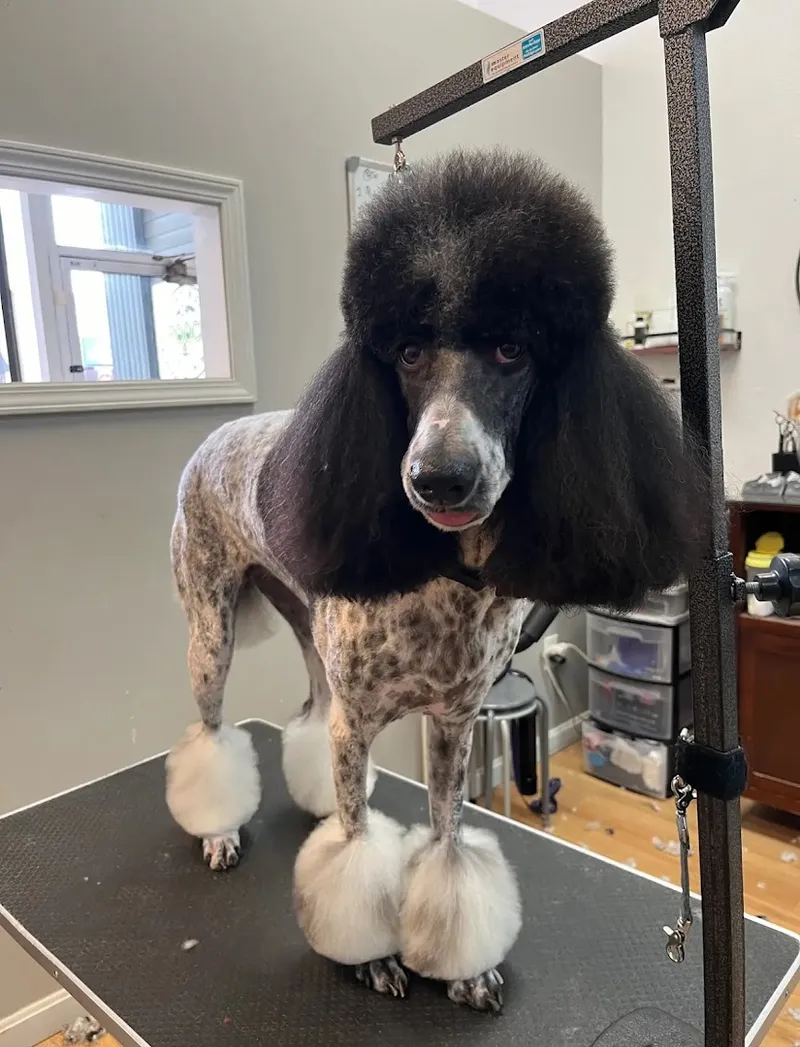 Platinum Pooch Grooming & International Dog Spa - Old Brooklyn - Cat grooming in Cleveland