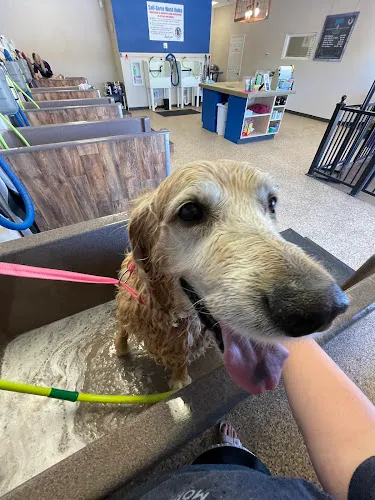Happy K9 - Cat grooming in Fort Worth