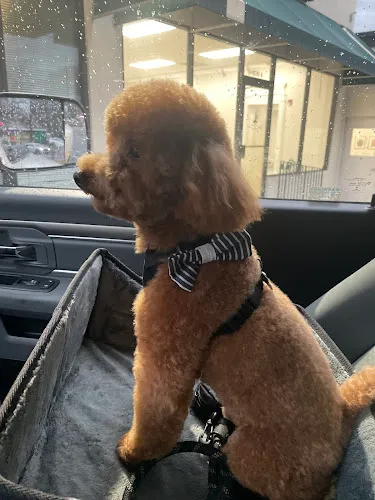Lovedog - Professional cat grooming in Atlanta, GA