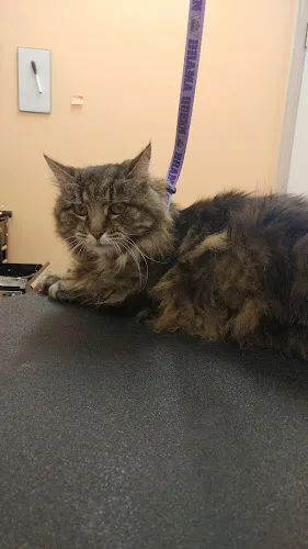 Hound Haven Pet Grooming - Cat grooming in Dillsburg