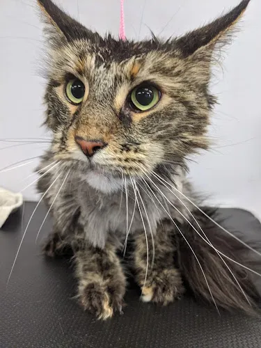 The Whole Kitten Capoodle - Professional cat grooming in Santa Cruz, CA