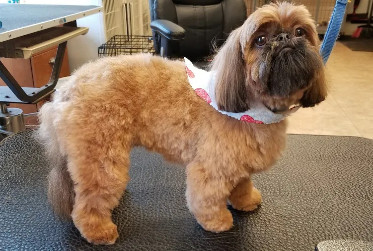 Angel Clips Pet Grooming and Boarding - Cat grooming in Greer