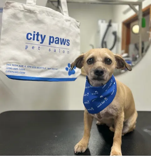 Seattle Canine Club - Capitol Hill - Mobile cat grooming in Seattle, WA