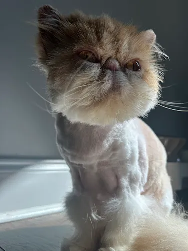 My Cute Pawz Pet Salon & Grooming - Professional cat grooming in Lawrenceville, GA