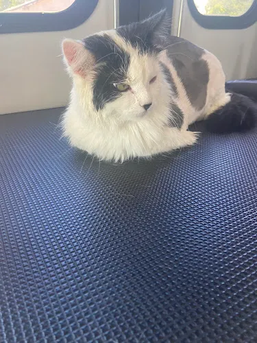 Zoom Groom - Cat grooming in Watford City