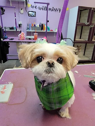 Bubbles -n- Bones - Cat grooming in North Massapequa