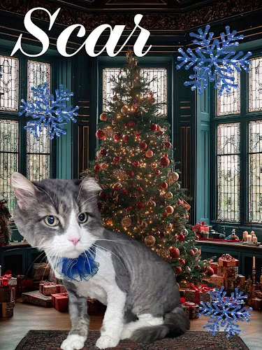 Diamond Pet Salon - Mobile cat grooming in Macomb, MI