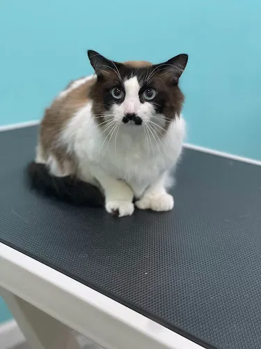 Grooming Girls Pet Salon - Cat grooming in Brookville
