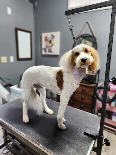 Ashley's Grooming LLC - Cat grooming in Anderson