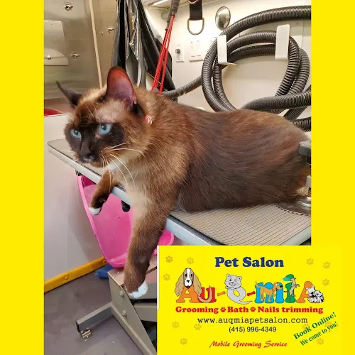 AUQMIA Pet Salon & Mobile Dog Grooming - Mobile cat grooming in Redwood City, CA