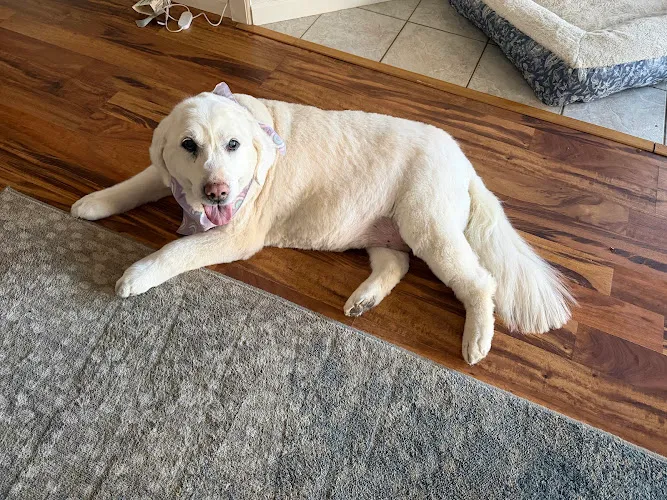 All Dogs N Cats - Cat grooming in Columbia