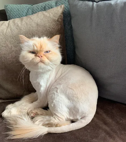 Woof Gang Bakery & Grooming Henderson - Cat grooming in Las Vegas