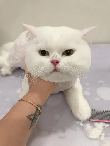 Kiyomi Pet - Cat grooming in San Gabriel