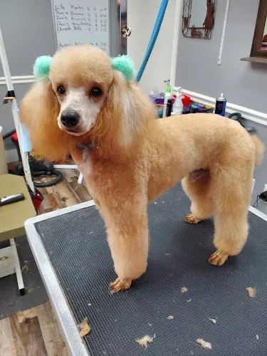 House of Paws - Cat grooming in Gun Barrel City