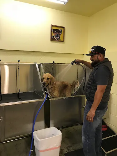 Cute Cuts Dog Grooming - Cat grooming in Hillsboro