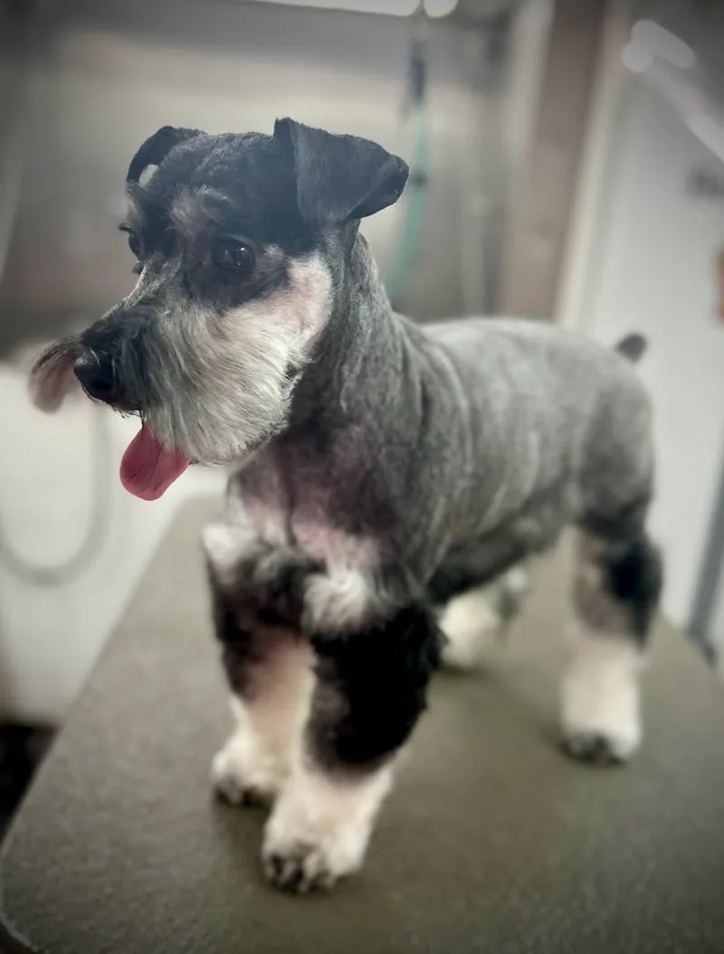 A Little Big Dog Mobile Pet Salon LLC - Cat grooming in Las Vegas