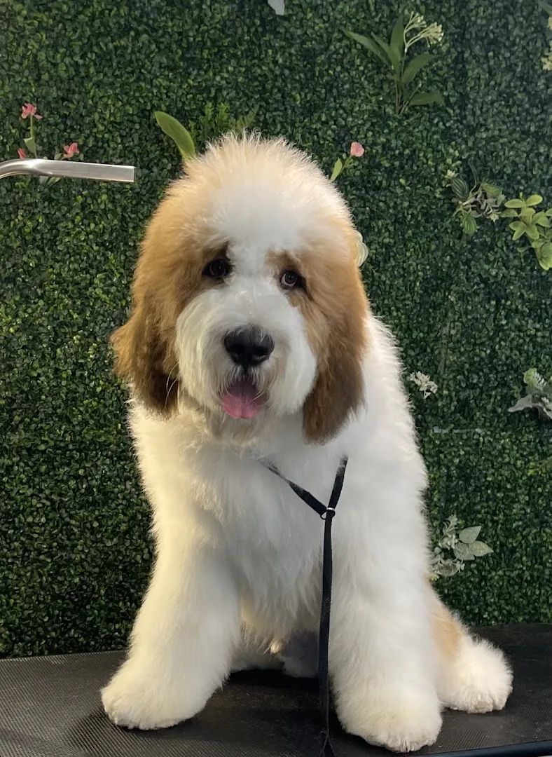 The Pet Stylist on Lovers Lane - Cat grooming in Dallas
