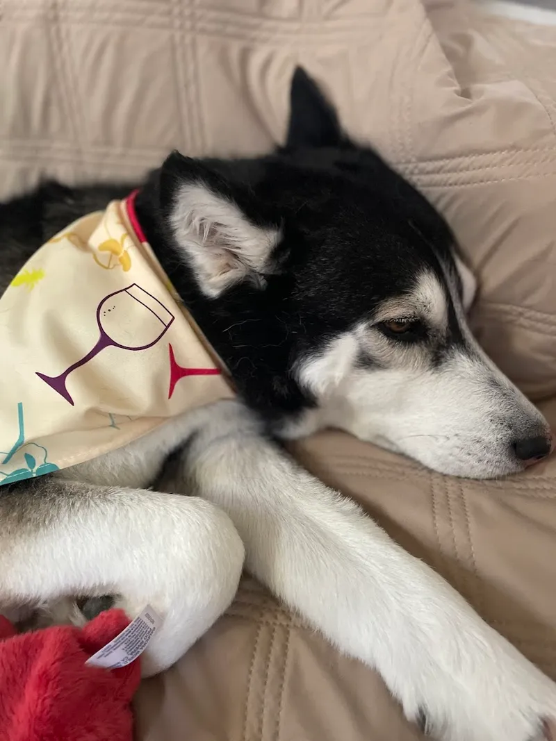 Luxury Paw Spa Mobile Pet Grooming - Cat grooming in San Antonio
