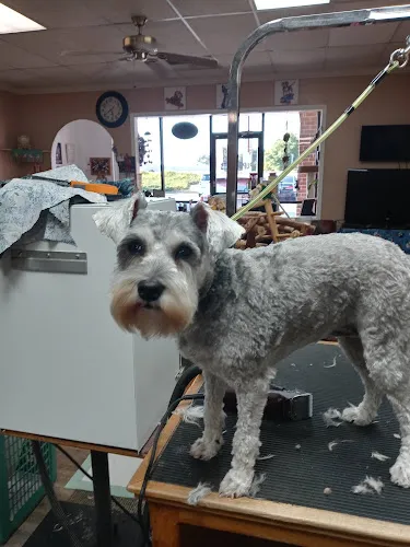 Puppy Cuts Pet Grooming - Cat grooming in Columbia