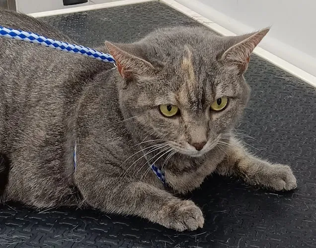 Zoomin Groomin - Cat grooming in Hunt Valley