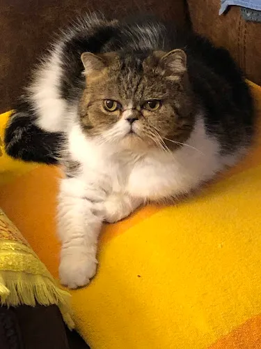 Pink Dog Parlor - Cat grooming in Clifton Park