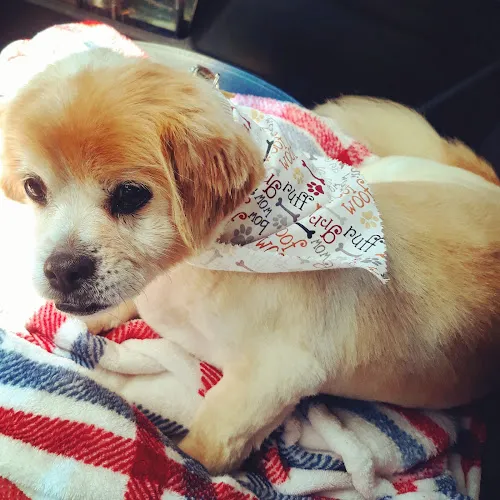 Foxy Locks Pet Grooming & Doggie Daycare - Cat grooming in Knoxville