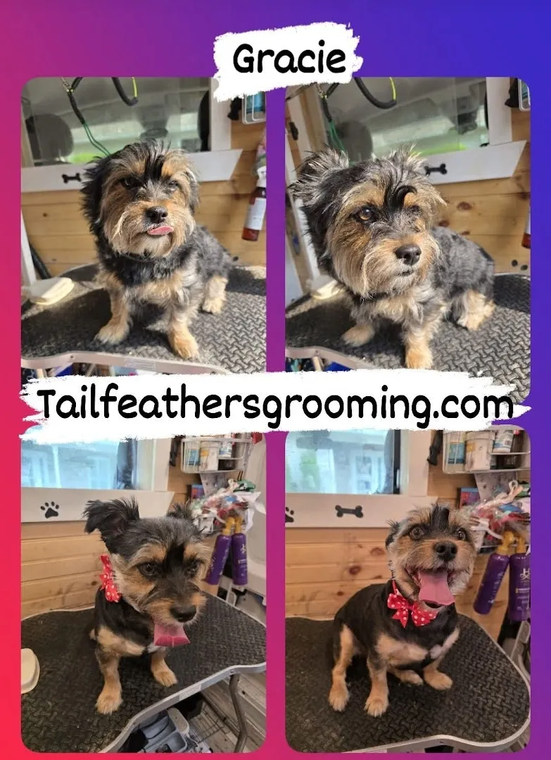 Tail Feathers Grooming - Cat grooming in Philadelphia