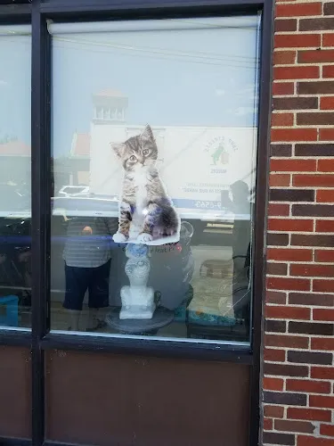 Clip And Dip - Cat grooming in Everett
