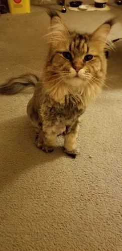 Wizard of Paws II - Cat grooming in Millsboro