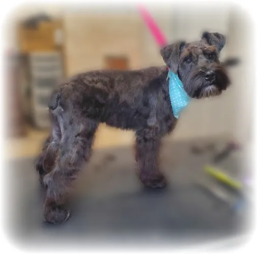 Lizs Best Grooming LLC - Professional cat grooming in Ontario, OR