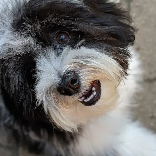 The LaundryMutt - Cat grooming in Wilmette