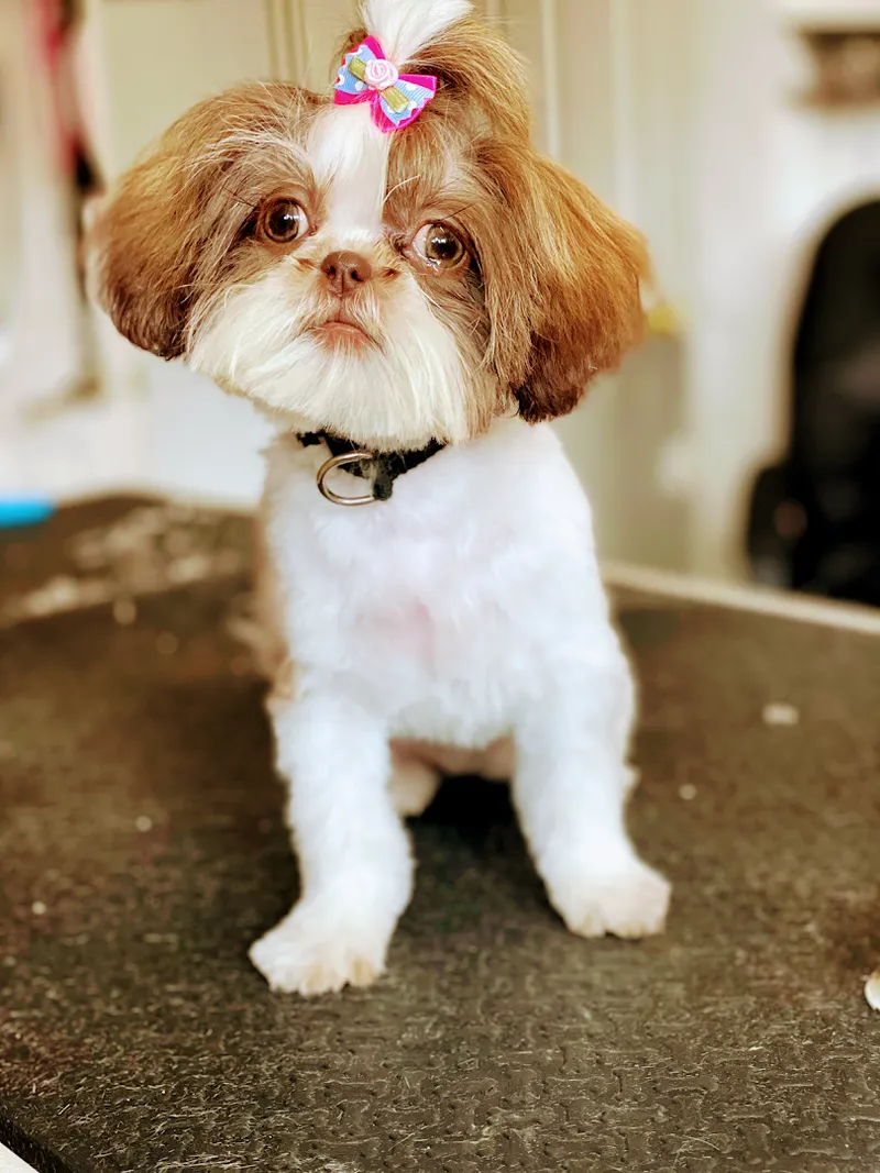 Paradise Pet Salon & Spa Too! Inc - Cat grooming in Chicago