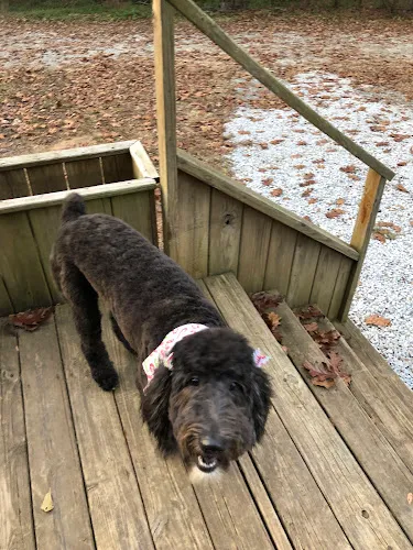 What's Up Pup Dog Grooming - Professional cat grooming in Elberton, GA