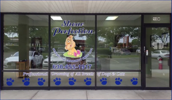 Shear Perfection - Cat grooming in Willowbrook