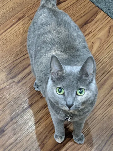 Curtain Call Pet Grooming Salon - Cat grooming in Buffalo