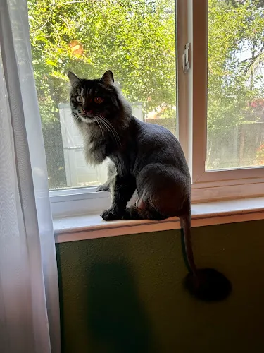 Pampered Pet Salon And Boutique - Cat grooming in Folsom