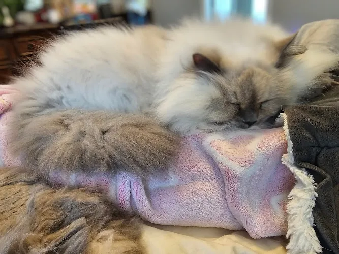 Premier Paws Pet Grooming - Cat grooming in Murfreesboro