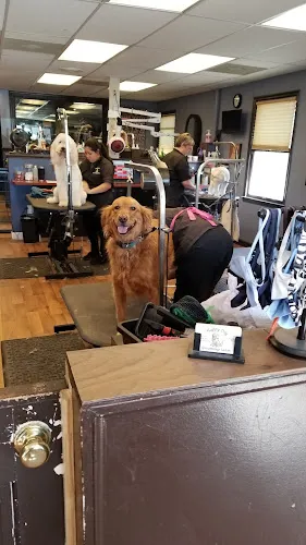 Happy Dog Grooming Salon - Cat grooming in Mt Airy