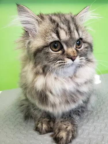 The Pet Spa - Cat grooming in Eagan
