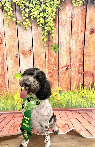 Woof Gang Bakery & Grooming Spring Hill - Cat grooming in Spring Hill