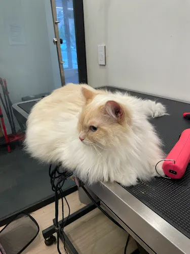 Petiquette Boutique and Spa - Cat grooming in Boston