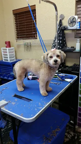 Cold Nose Pet Salon - Cat grooming in Escondido
